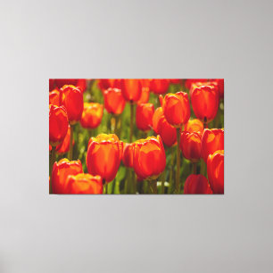 Em Tela Impressão fotográfica de tulipas vermelhas.