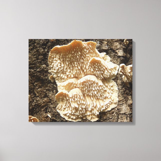 Em Tela Impressão Hericium cirrhatum Mushroom (Frente)