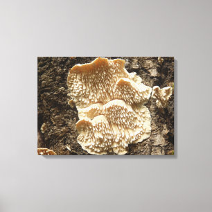 Em Tela Impressão Hericium cirrhatum Mushroom