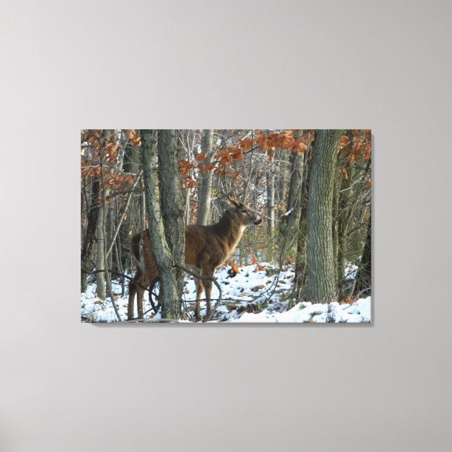 Em Tela Impressão Whitetail Buck Evening Woods (Frente)