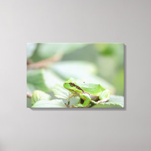 Em Tela Sapo de árvore europeu no impressão verde das