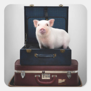 Embalagem acima das etiquetas leitães