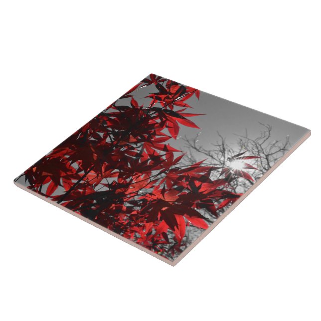 Embers of Autumn (Lateral)