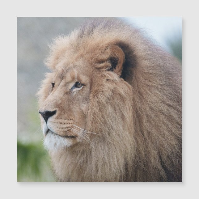 Embraço do Leão (Frente)