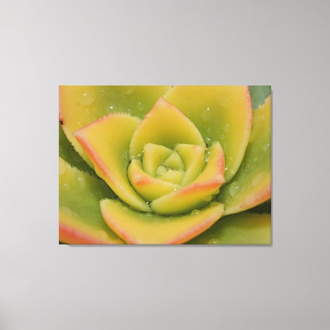 Emerald Succulent Macro Canvas Wall Art Print  (Frente)