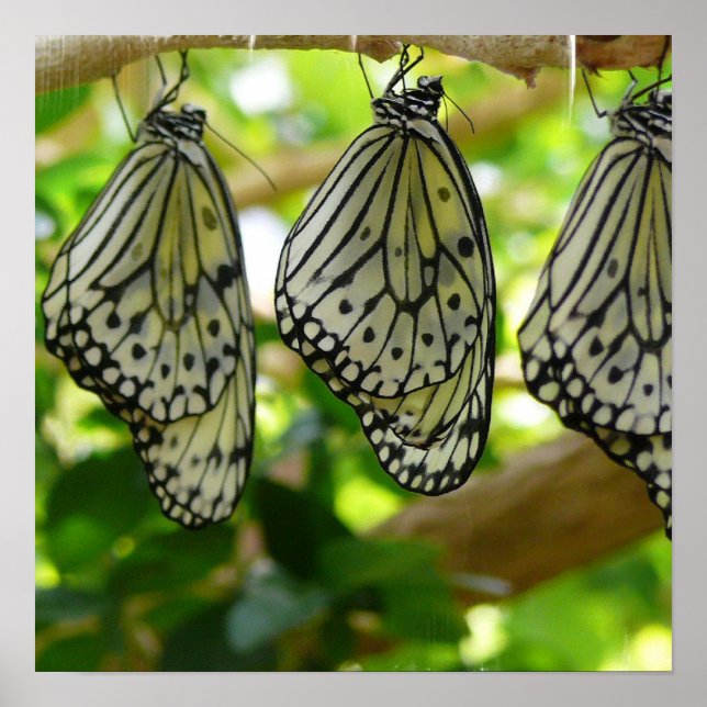 Emerging From Cocoons Poster (Frente)