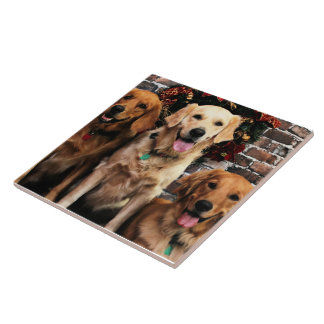 Empacotador Bella Darby #50 do golden retriever do