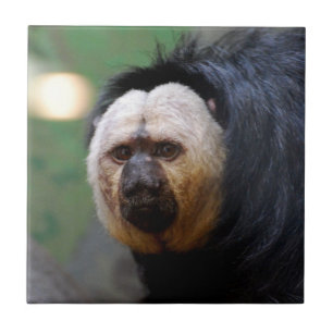 Empalideça o macaco enfrentado de Saki