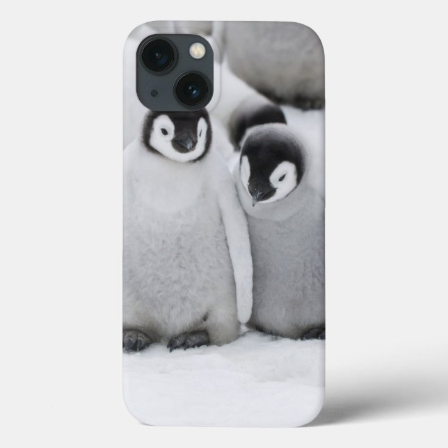 Emperor Penguin Chicks on Ice in Antarctica (Verso)