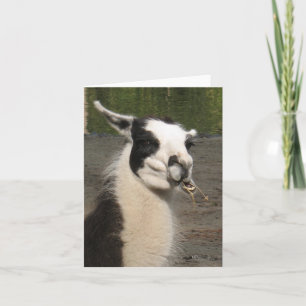 Empurrando Cartões de Nota do Llama