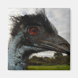 Emu Australiano Fechar, Imã de geladeira