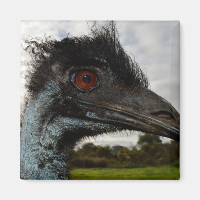 Emu Australiano Fechar, Imã de geladeira (Frente)