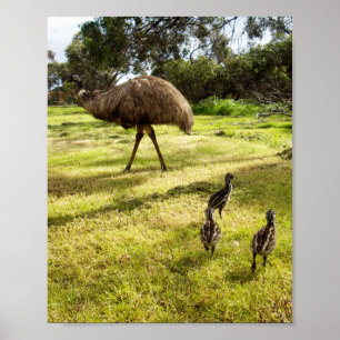 Emu Com Pintinho Vizinho Watch, Poster