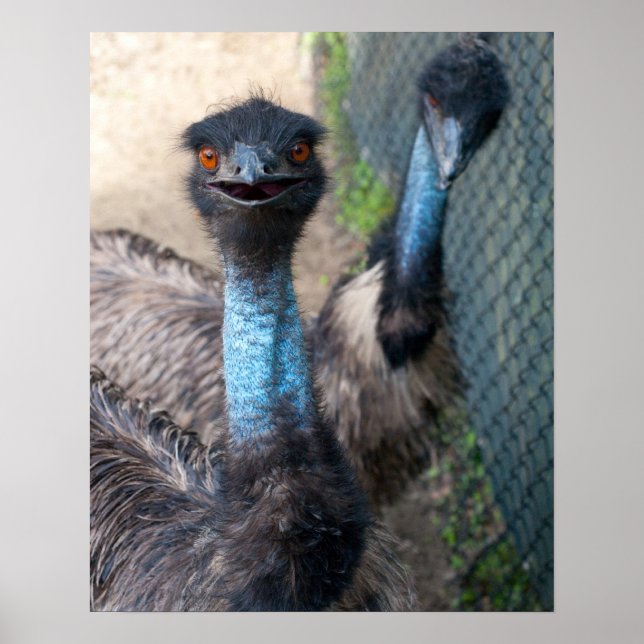 Emu Poster (Frente)