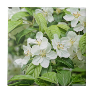 Encantadoras flores da primavera