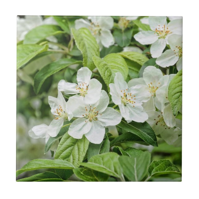 Encantadoras flores da primavera (Frente)