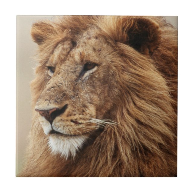 Encerramento do Leão masculino (Frente)