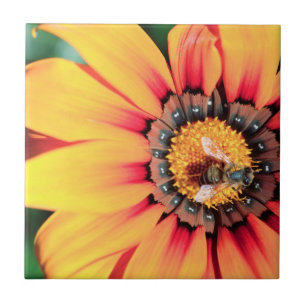 Encerramento Extremo De Uma Abelha Que Coleta O Pó