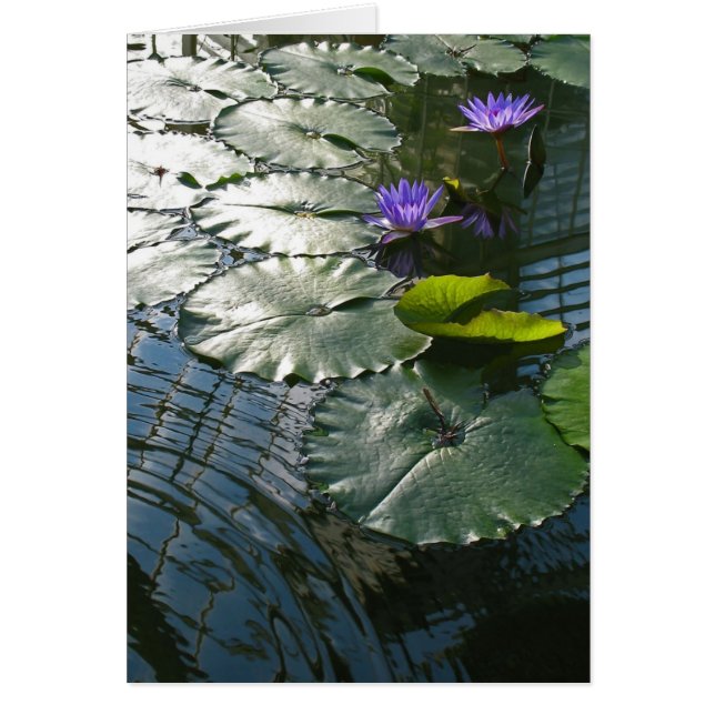 Encontrando o cartão da paz (Frente)