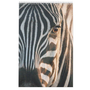 Encontros no Reino Selvagem de África, Calendário 