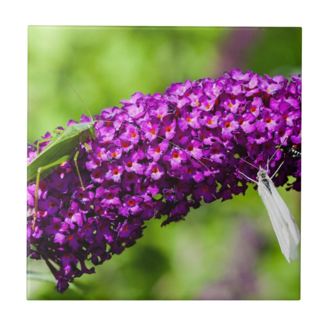 energia katydid (Frente)