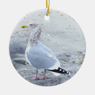 Enfeite de Foto de Gaivota