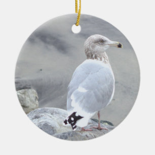 Enfeite de Foto de Gaivota