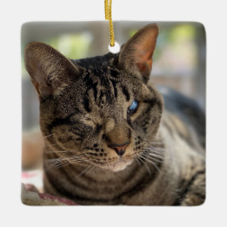 Enfeite do Gato Cego Hubble