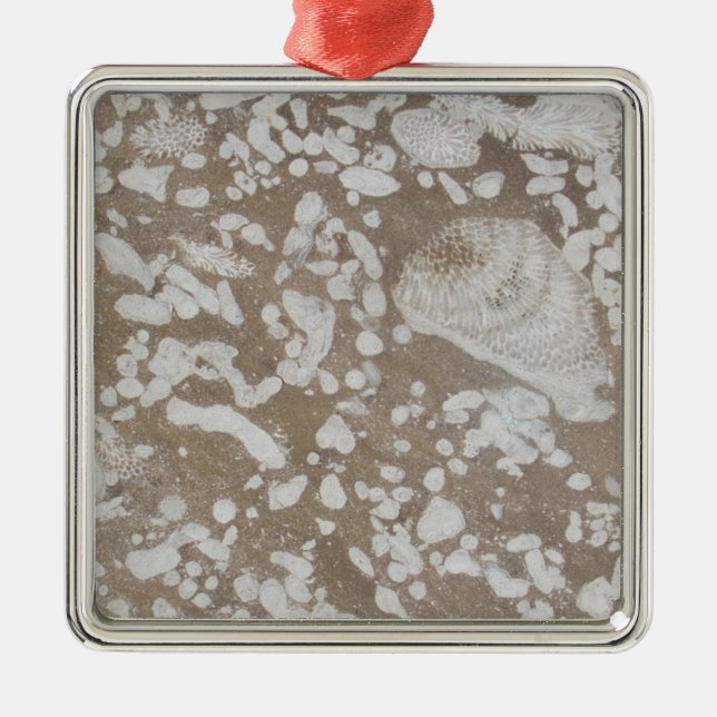 Enfeites de natal Castanho e Branco Fóssil Devonia (Frente)