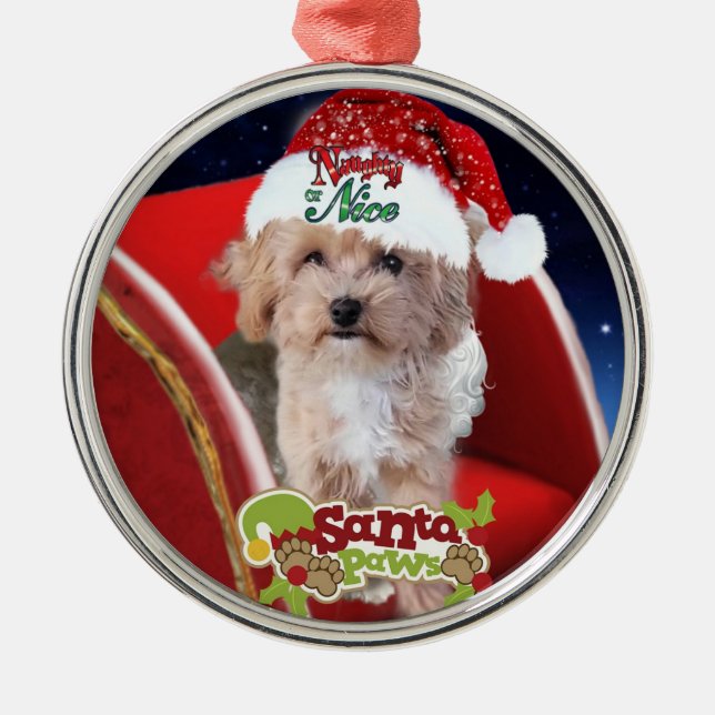 Enfeites de natal de cachorrinho Maltipoo (Frente)