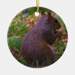 Enfeites de natal de Foto de Esquilo