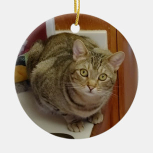 Enfeites de natal de Gato Castanho Tabby