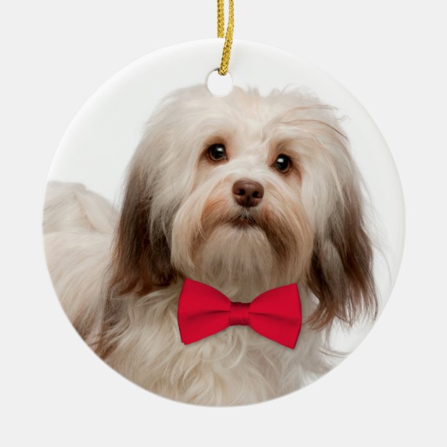 Enfeites de natal de Havanese (Frente)