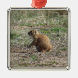 Enfeites de natal do cão de pradaria