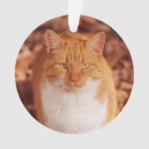 Enfeites de natal do feriado do gato de gato