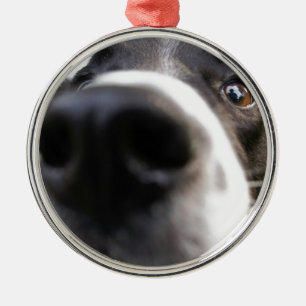 Enfeites de natal do nariz de cão de border colli