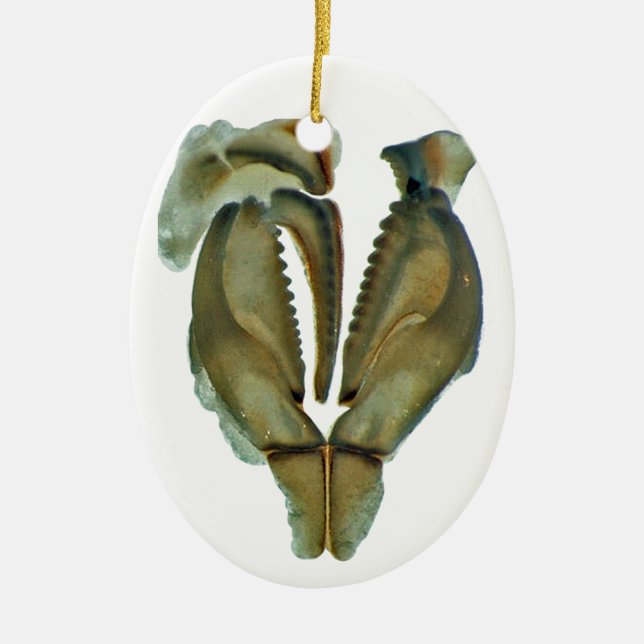 Enfeites de natal do Oval da maxila do sem-fim (Frente)