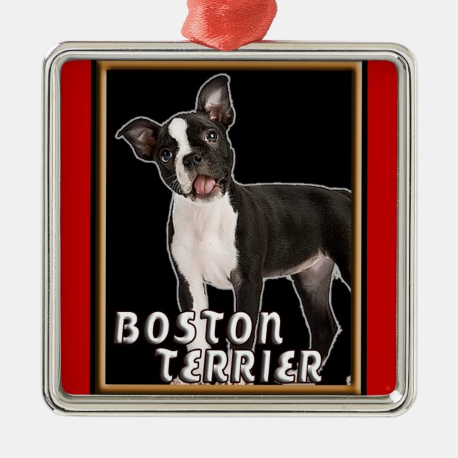 ENFEITES DE NATAL DO PRÊMIO DE BOSTON TERRIER (Frente)
