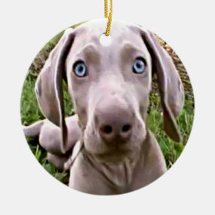 Enfeites de natal WEIMARANER PUPPY