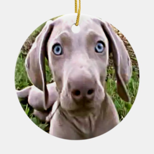 Enfeites de natal WEIMARANER PUPPY (Frente)