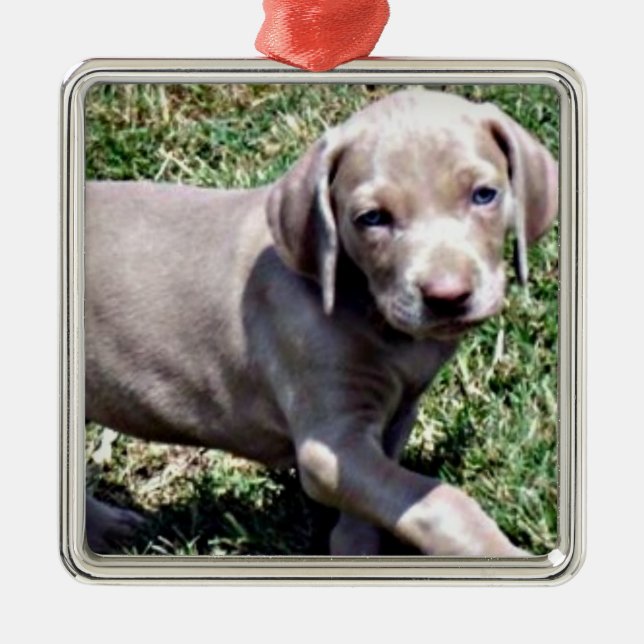 enfeites de natal "WEIMARANER PUPPY" (Frente)