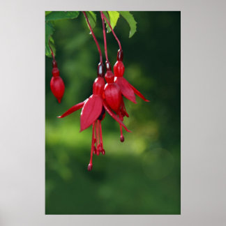 enforcando fuchsia poster