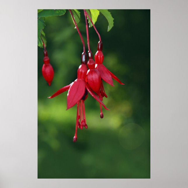 enforcando fuchsia poster (Frente)