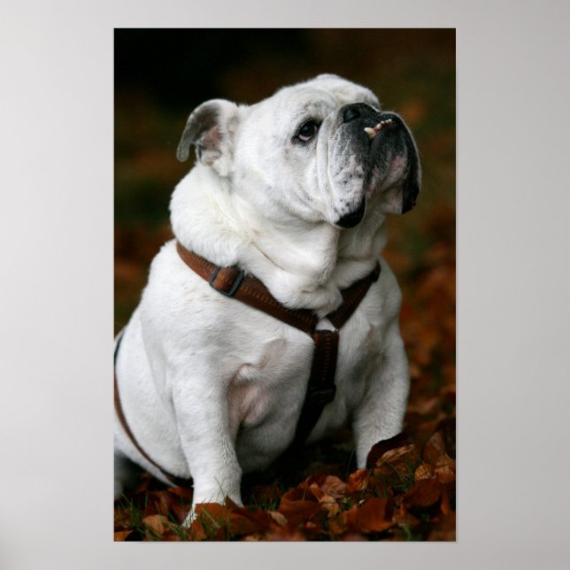 English Bulldog poster print (Frente)