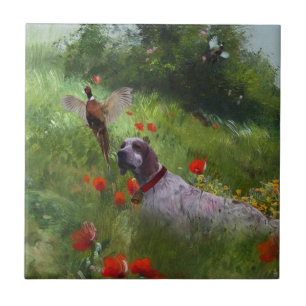 English Setter , caça aos faasant
