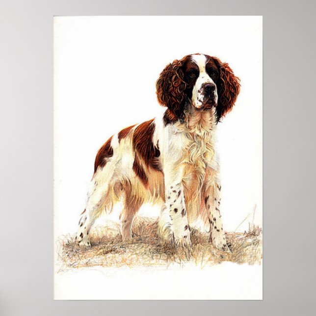 English Springer Spaniel Dog Portrait Poster Print (Frente)