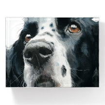 English springer spaniel portrait with ticking