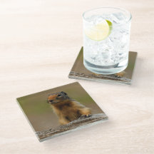 Engraçada Saucy Columbian Ground Squirrel