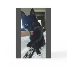 Engraçado cartão de aniversário de 50º gato