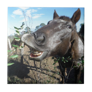 Engraçado Cavalo castanho